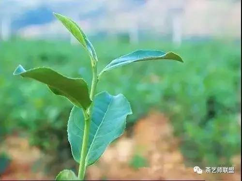 臺灣特色茶 臺灣茶葉種植品種大全