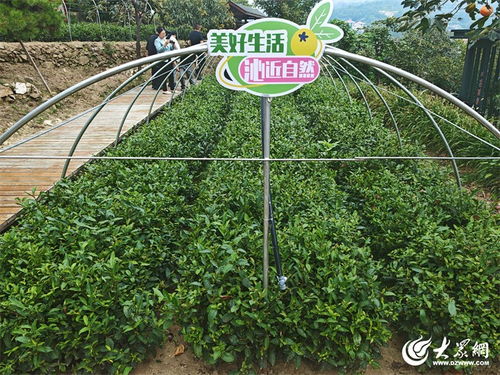 走在前 挑大梁丨山間青青 茶香四溢 泰山區沁園春女兒茶廠釋放生態茶產業活力