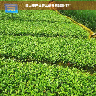 黃山市碧云茶價格