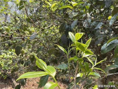 海拔的高低是否決定普洱茶的品質