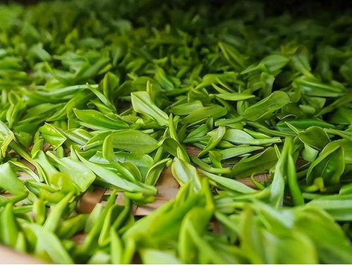 茶是老年癡呆的 催化劑 醫生反復強調 上了年紀,3種茶少喝