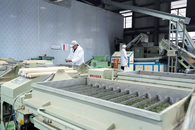 貴州晴隆綠茶業:春茶上市交易火 產銷兩旺“開門紅”