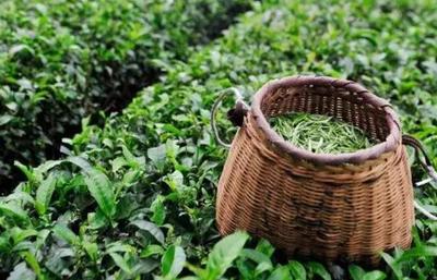 汀溪蘭香茶:宣城涇縣特產綠茶汀溪蘭香茶-地理標志產品,涇縣產地寶(2)