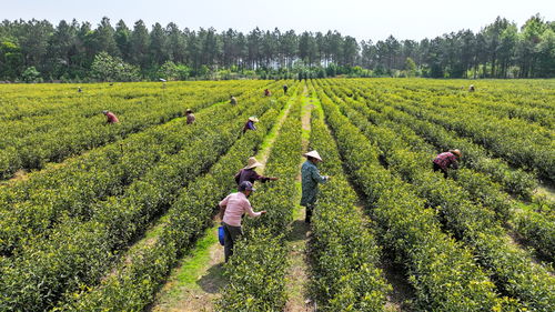 江西吉水 春茶點翠繪新篇