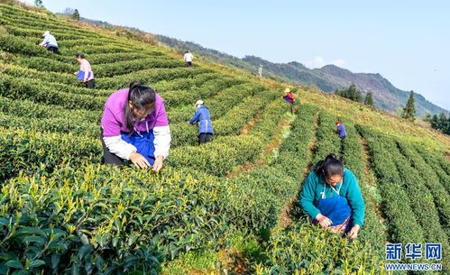 云南綏江 茶園疊翠春滿園