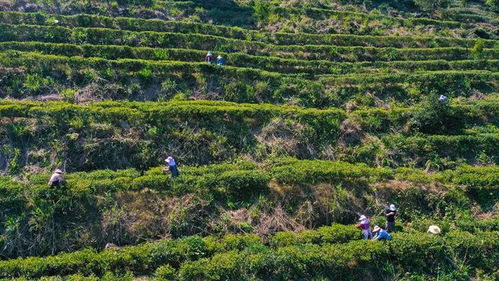茶是春天的儀式感 覃塘這里春茶采摘正當時