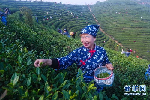 河南光山 春暖花開采茶忙