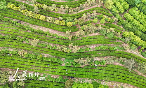 山東日照 茶香漫青山 綠意生 金 葉