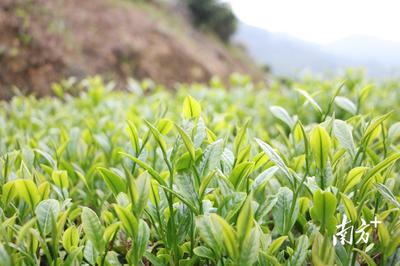 梅江區富硒農產品開發:新的戰略布局