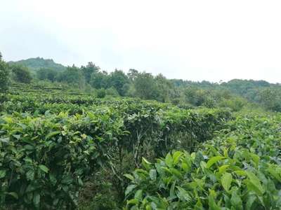 茗企騰飛丨科技助力茶業,科學改變農業