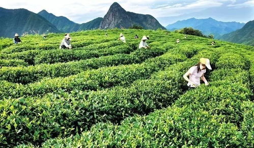 那杯茶,衍圣公喝出了 衢州有禮 全文欣賞