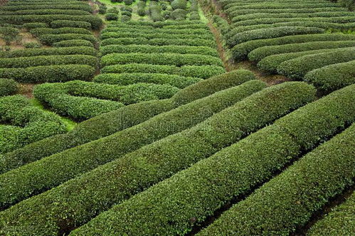 來福建,請你喝好茶 12款名茶,小盞大義,品人生百味,味甘情重 鐵觀音 烏龍茶 大紅袍 紅茶 武夷巖茶 網易訂閱