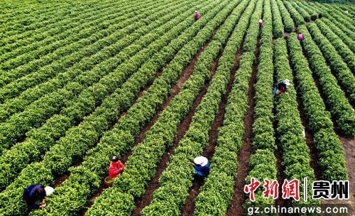 貴州播州 白茶飄香采摘忙 產業興旺助增收