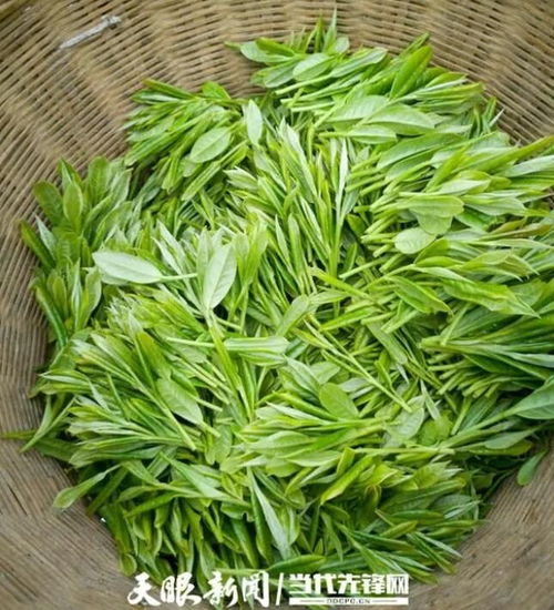 茶葉種植能手汪勁超 返鄉興業 大有所為