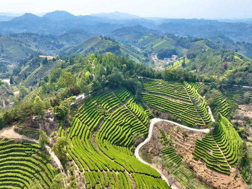 春天里的中國 采茶春山上丨一芽一葉釀金波 青山茶賬寫共富