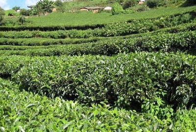 這里的農村人靠種植它發家致富,收益占村民總收入的93%以上