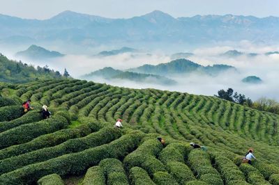 市場監管總局發布2019茶葉抽檢計劃,過去四年平均合格率99.29%!