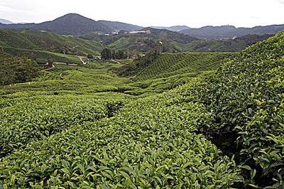 名山茶葉的遼闊種植天地