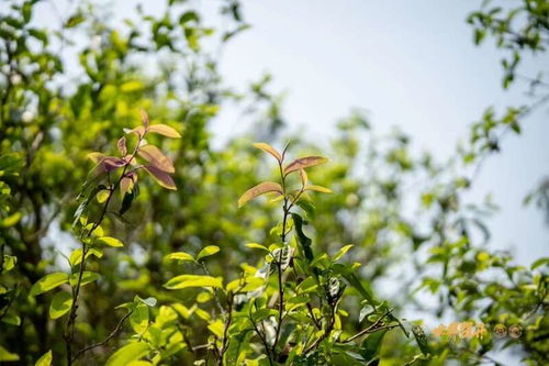 六大茶山異境 紫芽 萬山難尋的古樹茶變異種