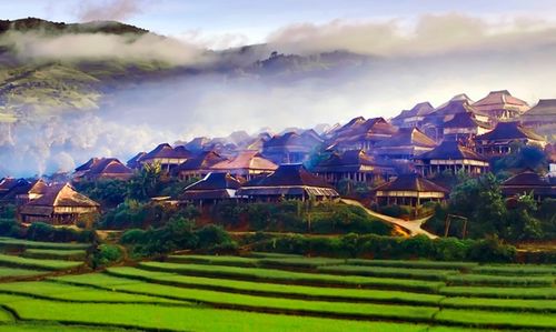 山上育茶,山下種稻 西雙版納的產品故事 第三期