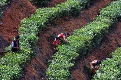 傲嬌!云南5地特色農產品獲國家9部委認可,文山三七上榜