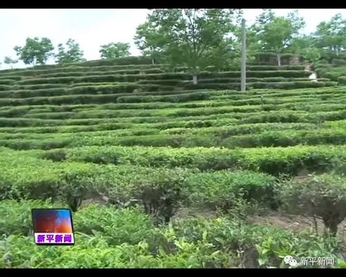 今年我縣春茶產量達11萬公斤 實現產值241萬元