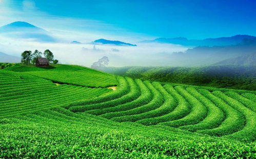 世界三大飲料之一 茶葉,是何時開始種植的