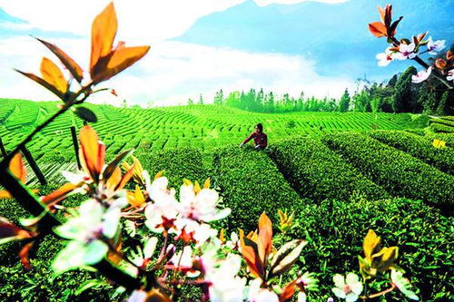 種一山好茶 做一葉精品 興一方產業 天全縣發展高山生態有機茶產業掠影