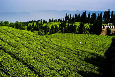 六盤水市水城區茶葉發展