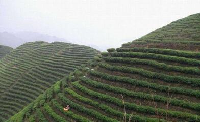 農村山地不通電,水,路,應該種植什么經濟作物?