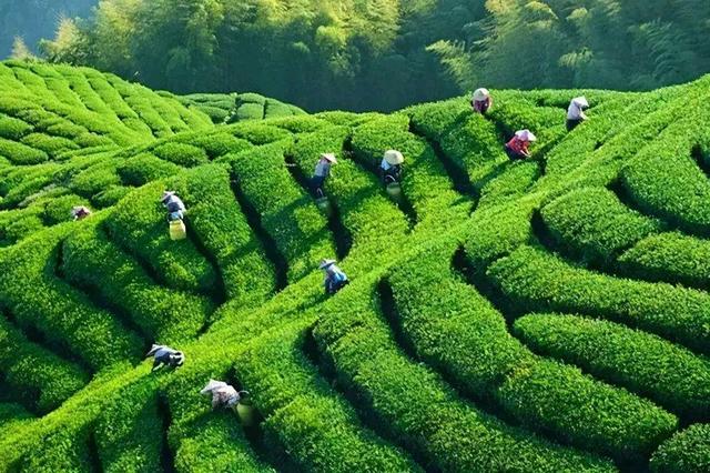 真相:挖光山頭原來是種植茶葉