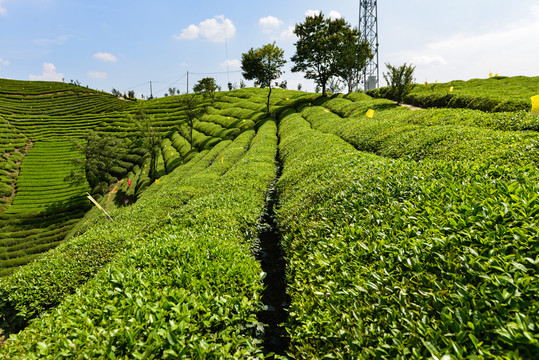 茶茶樹茶園