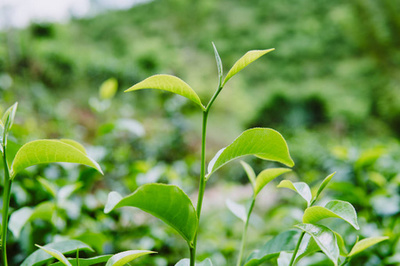 關閉新鮮的綠茶葉