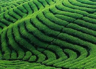 4大茶區,為什么主產的茶葉不同?