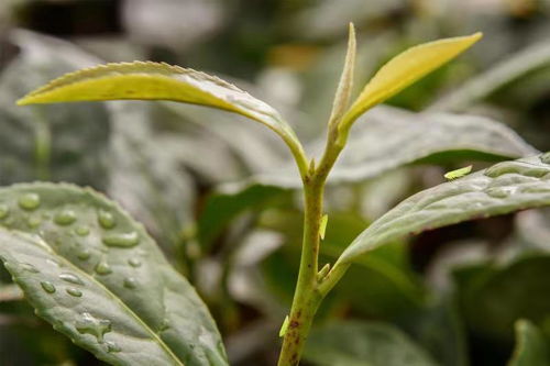 第四屆美人茶開茶節即將開幕,閩南大田帶著這件農產品走進上海