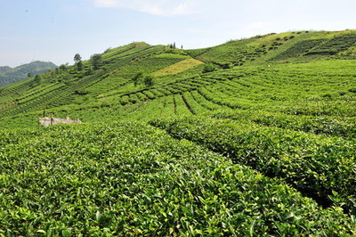 茶園風光,茶山風景,茶園茶葉