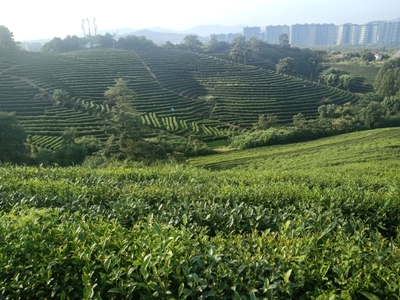 文化創意中的茶鄉葉埠橋