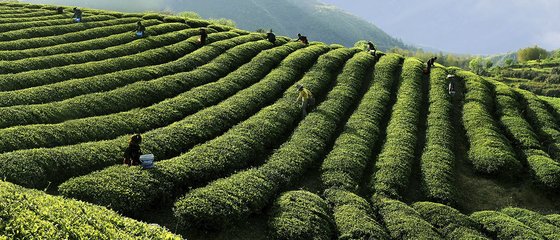 贛茶集團:講好"贛茶+"故事,讓江西茶走出江西