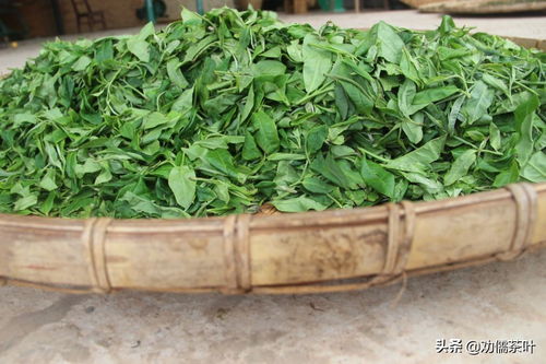 普洱茶野生種類名稱 探究普洱茶中的野生茶樹品種