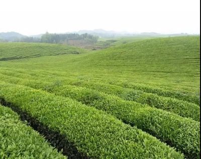 納雍高山茶,干凈的茶