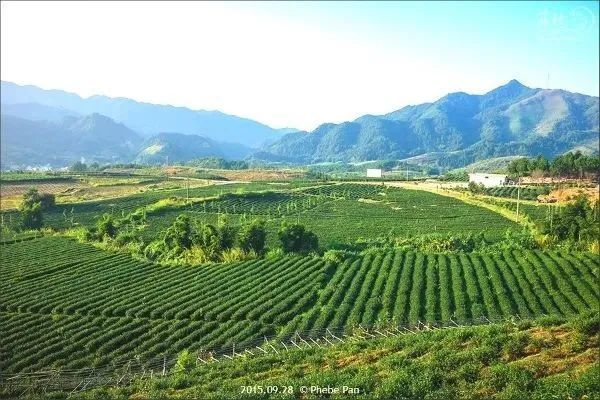 【聞香識韶】翠園中,茶香溢