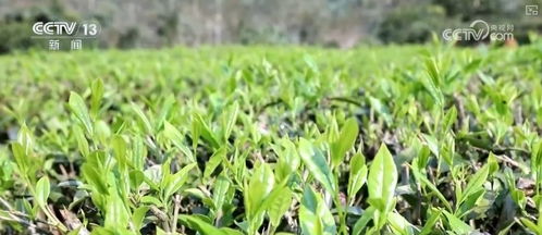 對口支援西藏30周年 跨越山海,格?；ㄩ_ 高原好物 圈粉 海外