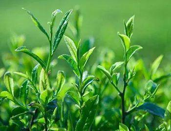 歷芬 水仙茶餅往事