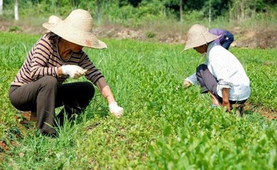 油茶種子怎么種植