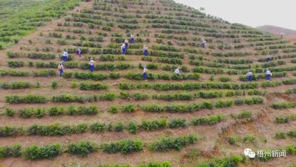 長洲區:鄉村科技特派員助力茶產業發展