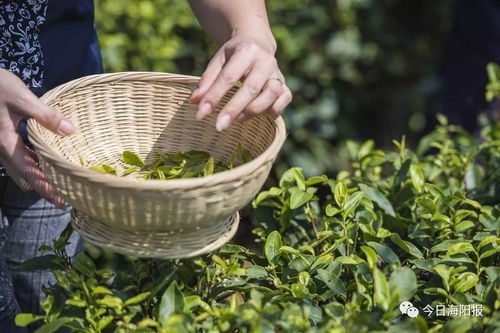 這些,只有海陽才有