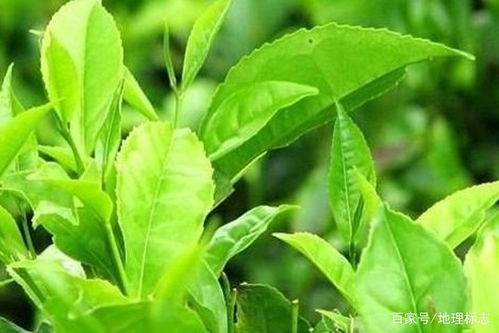 發現地標 這種海南的茶葉竟生在隕石坑內 國家地理標志保護產品之白沙綠茶