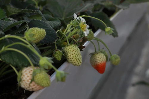 我們的十三五 新坐標 農業科技館