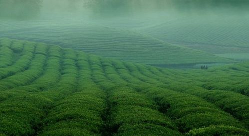 會員權益之專享定制消費