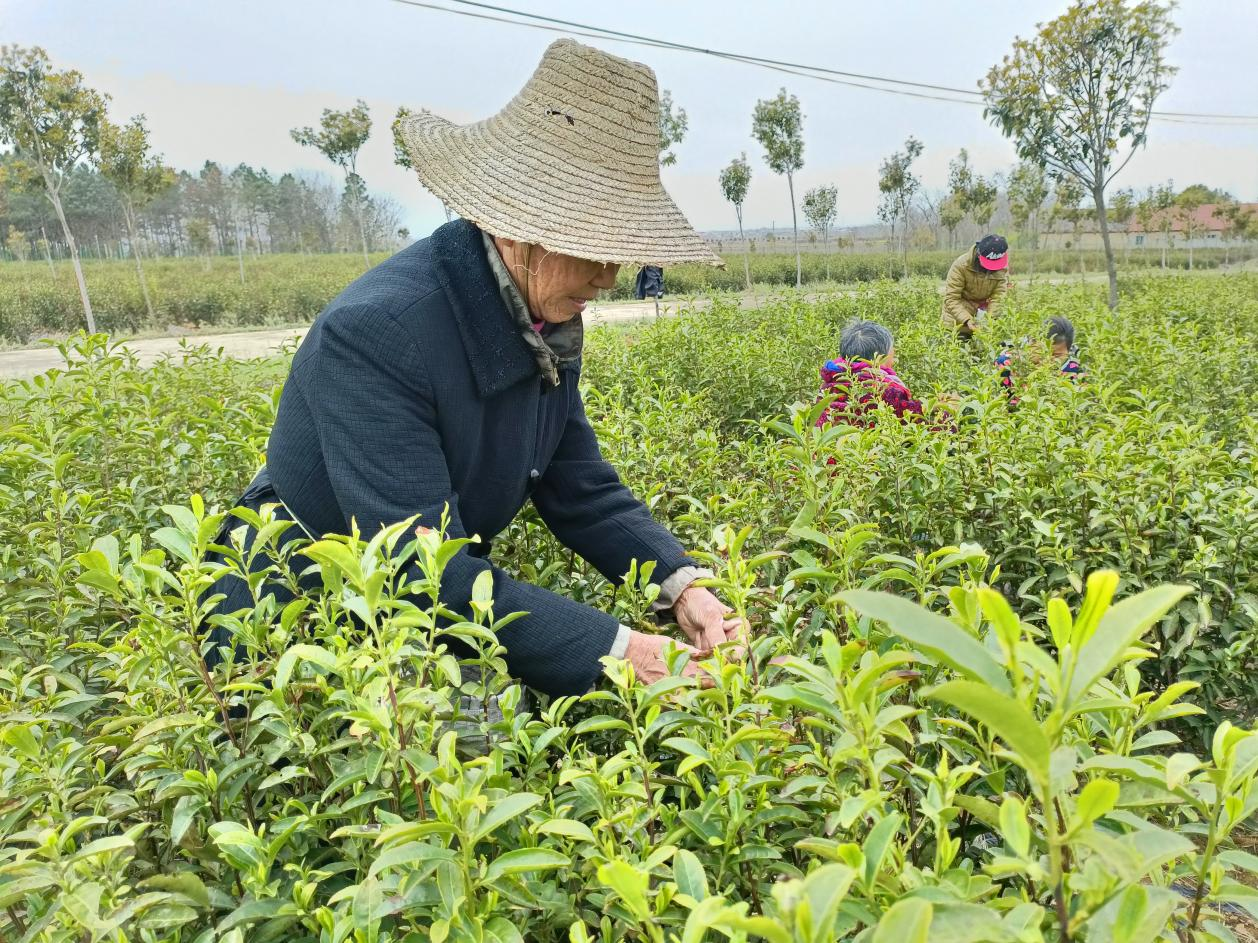 孝昌花西鄉頭茶開采!